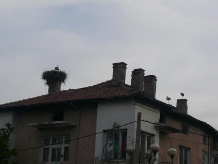 Cigognes!
