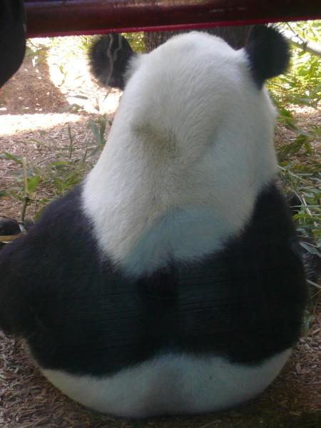Panda G�ant