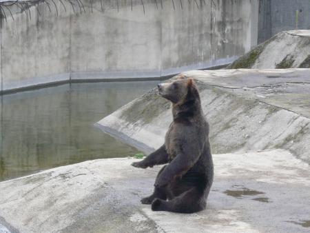 Au Zoo