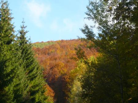 Couleurs d'Automne